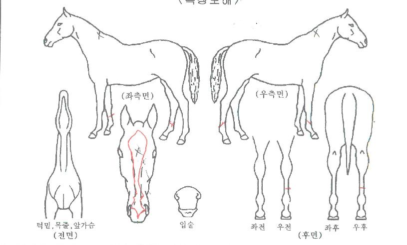 ÇöóÀÌ¿ì¸ÕÀÚ¸¶ÀÇ Ãø¸é,¿ì¸é,µÞ¸é,µÎ»ó,´Ù¸®ÀÇ Æ¯Â¡µµÇØ