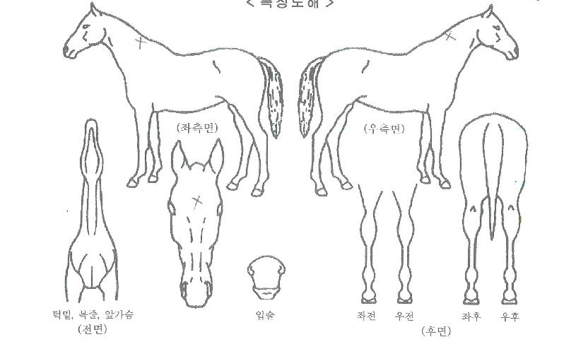 Á¤±Û·¯ºêÀÚ¸¶ÀÇ Ãø¸é,¿ì¸é,µÞ¸é,µÎ»ó,´Ù¸®ÀÇ Æ¯Â¡µµÇØ
