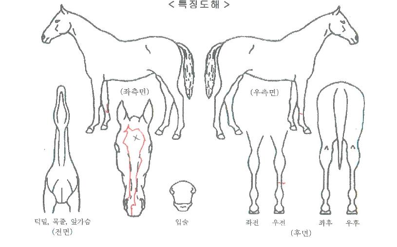 ¸¶ÇϺñ³Ê½ºÀÇ Ãø¸é,¿ì¸é,µÞ¸é,µÎ»ó,´Ù¸®ÀÇ Æ¯Â¡µµÇØ