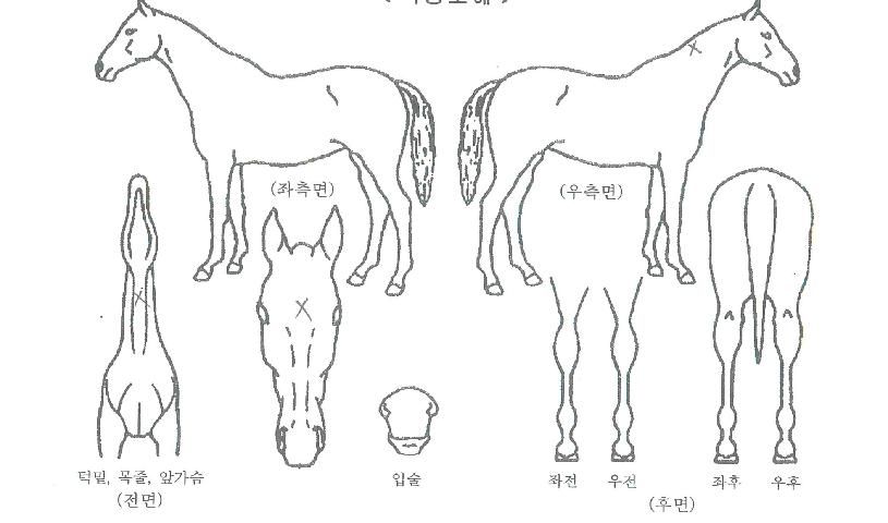 °¨µ¿ÀÇÁÖ¸»ÀÚ¸¶ÀÇ Ãø¸é,¿ì¸é,µÞ¸é,µÎ»ó,´Ù¸®ÀÇ Æ¯Â¡µµÇØ