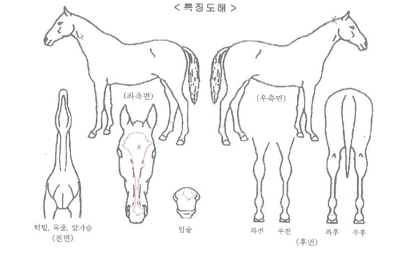 ȸÀÚÀα¸ÀÇ Ãø¸é,¿ì¸é,µÞ¸é,µÎ»ó,´Ù¸®ÀÇ Æ¯Â¡µµÇØ