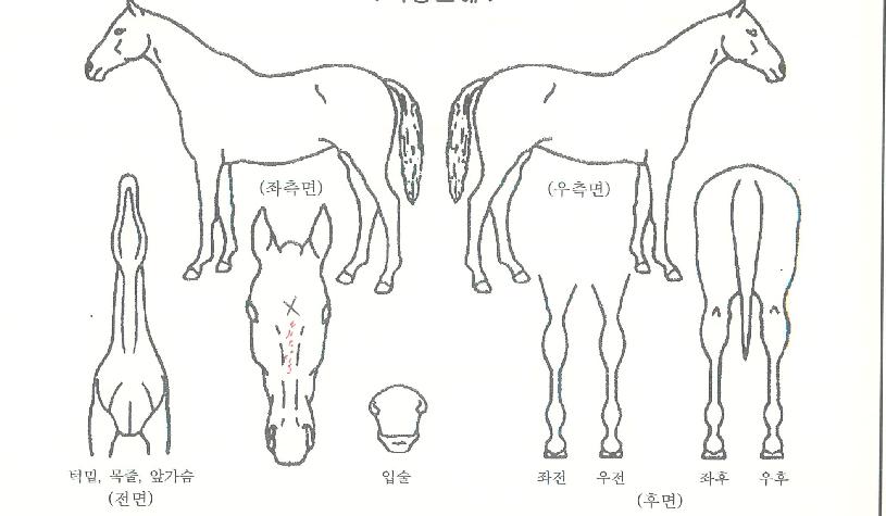 Ǫ¸¥°ÅžÀÚ¸¶ÀÇ Ãø¸é,¿ì¸é,µÞ¸é,µÎ»ó,´Ù¸®ÀÇ Æ¯Â¡µµÇØ