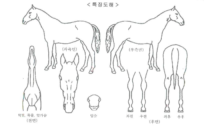 ´ºÁøÁÖÀÇ Ãø¸é,¿ì¸é,µÞ¸é,µÎ»ó,´Ù¸®ÀÇ Æ¯Â¡µµÇØ