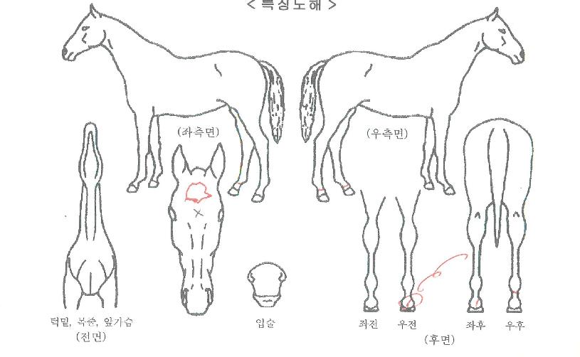 Åõ¿Àºê¾î½ºÀÇ Ãø¸é,¿ì¸é,µÞ¸é,µÎ»ó,´Ù¸®ÀÇ Æ¯Â¡µµÇØ