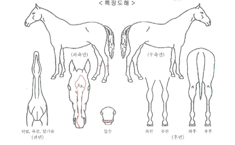 ¶ó¿Â´õ±»¼¾ÀÇ Ãø¸é,¿ì¸é,µÞ¸é,µÎ»ó,´Ù¸®ÀÇ Æ¯Â¡µµÇØ