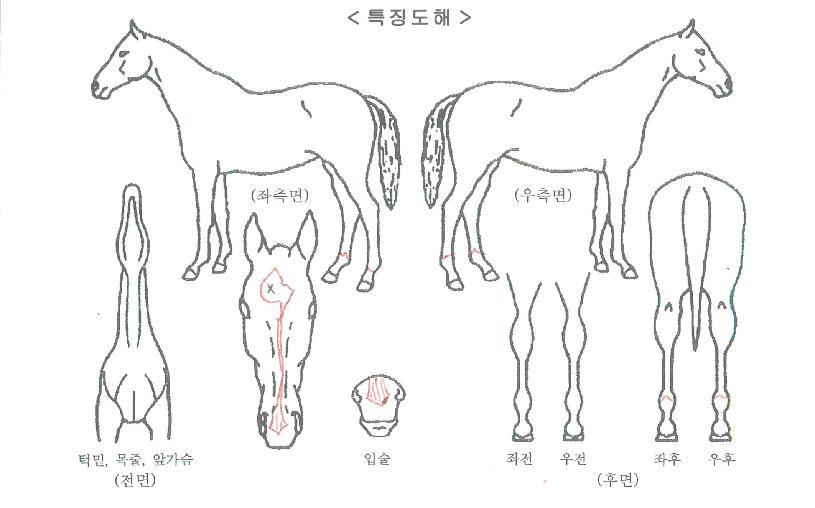 µå¸²À®ÁîÀÚ¸¶ÀÇ Ãø¸é,¿ì¸é,µÞ¸é,µÎ»ó,´Ù¸®ÀÇ Æ¯Â¡µµÇØ