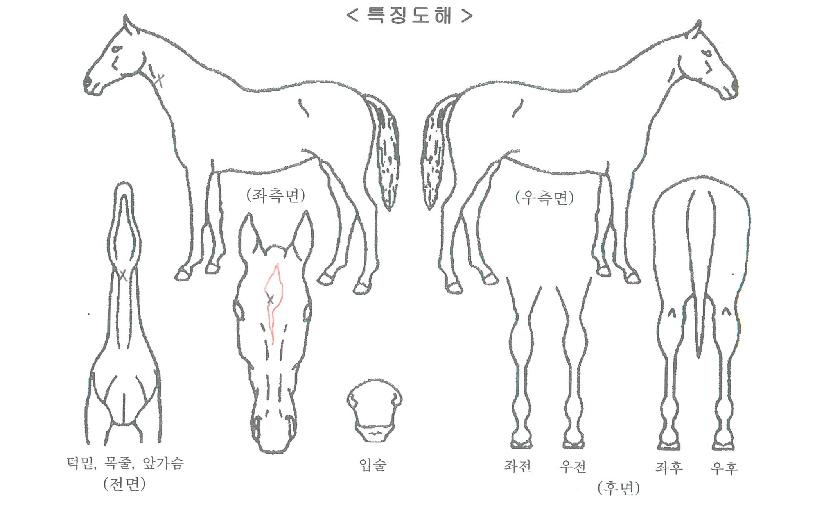 ¸¶Çϸ޷çÀÇ Ãø¸é,¿ì¸é,µÞ¸é,µÎ»ó,´Ù¸®ÀÇ Æ¯Â¡µµÇØ