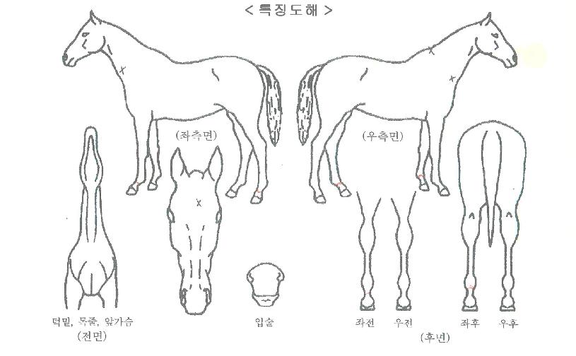 ¾Æµ¨¾Ù¸®½ºÀÇ Ãø¸é,¿ì¸é,µÞ¸é,µÎ»ó,´Ù¸®ÀÇ Æ¯Â¡µµÇØ