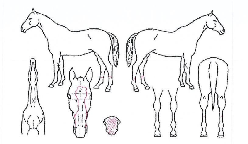 °ÅÂdzÀÇ Ãø¸é,¿ì¸é,µÞ¸é,µÎ»ó,´Ù¸®ÀÇ Æ¯Â¡µµÇØ