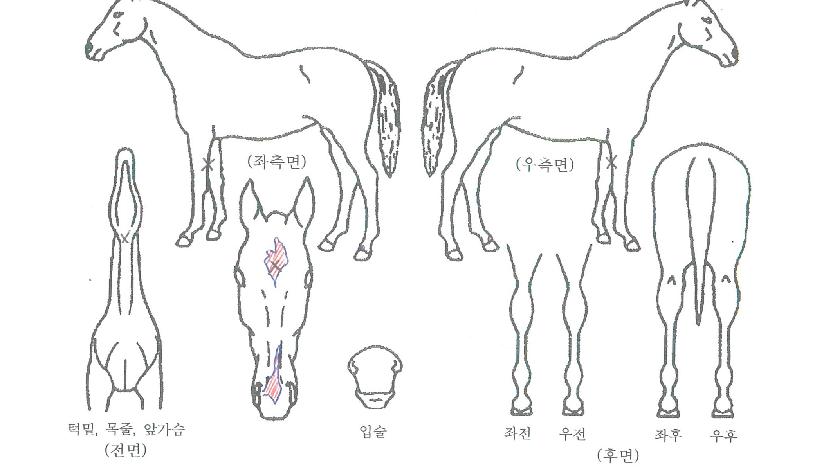 ½ºÄ«À̾ÆÄ¡ÀÇ Ãø¸é,¿ì¸é,µÞ¸é,µÎ»ó,´Ù¸®ÀÇ Æ¯Â¡µµÇØ