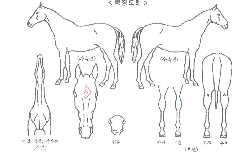 ¾ÆÄ¡·¹À̼ÀÚ¸¶ÀÇ Ãø¸é,¿ì¸é,µÞ¸é,µÎ»ó,´Ù¸®ÀÇ Æ¯Â¡µµÇØ