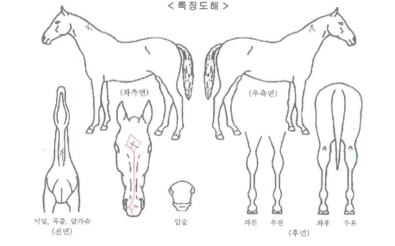 µñ½Ã¹êµåÀÇ Ãø¸é,¿ì¸é,µÞ¸é,µÎ»ó,´Ù¸®ÀÇ Æ¯Â¡µµÇØ