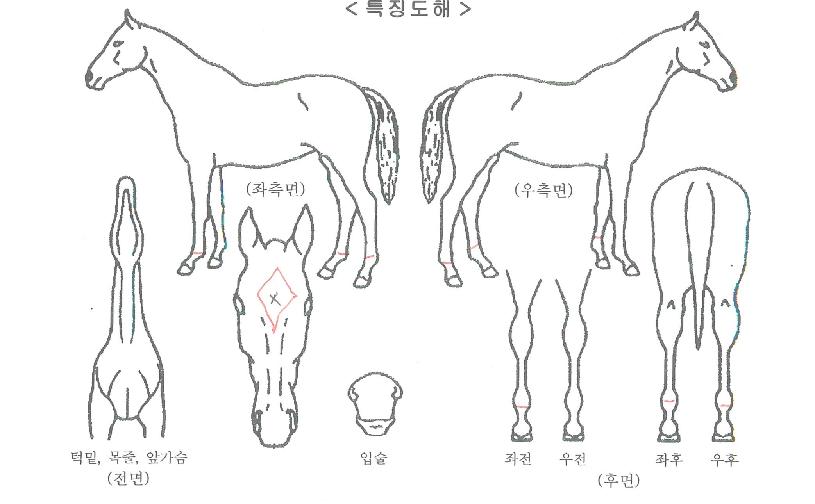 ¸¶¸®¾Æ½º°¥ÀÇ Ãø¸é,¿ì¸é,µÞ¸é,µÎ»ó,´Ù¸®ÀÇ Æ¯Â¡µµÇØ