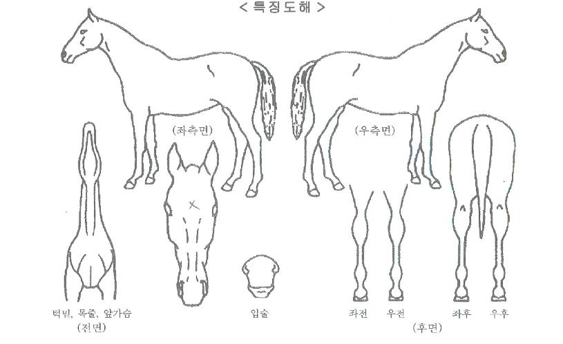¶óÀÌ¡ÄÚ¸®¾ÆÀÚ¸¶ÀÇ Ãø¸é,¿ì¸é,µÞ¸é,µÎ»ó,´Ù¸®ÀÇ Æ¯Â¡µµÇØ
