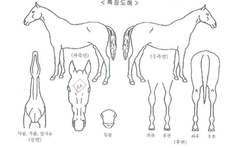 ´õºíÅÇÀÇ Ãø¸é,¿ì¸é,µÞ¸é,µÎ»ó,´Ù¸®ÀÇ Æ¯Â¡µµÇØ