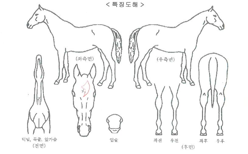 ÆÛ½ºÆ®ºò¹ðÀÇ Ãø¸é,¿ì¸é,µÞ¸é,µÎ»ó,´Ù¸®ÀÇ Æ¯Â¡µµÇØ