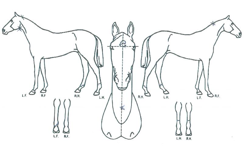 ȯÇѹ̼ÒÀÇ Ãø¸é,¿ì¸é,µÞ¸é,µÎ»ó,´Ù¸®ÀÇ Æ¯Â¡µµÇØ