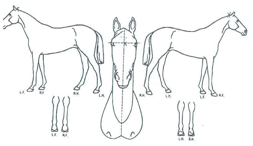 ¹®Çй®ÀÇ Ãø¸é,¿ì¸é,µÞ¸é,µÎ»ó,´Ù¸®ÀÇ Æ¯Â¡µµÇØ