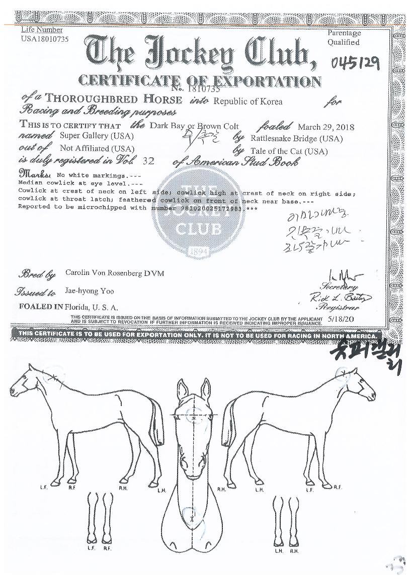 ½´ÆÛ°¶·¯¸®ÀÇ Ãø¸é,¿ì¸é,µÞ¸é,µÎ»ó,´Ù¸®ÀÇ Æ¯Â¡µµÇØ