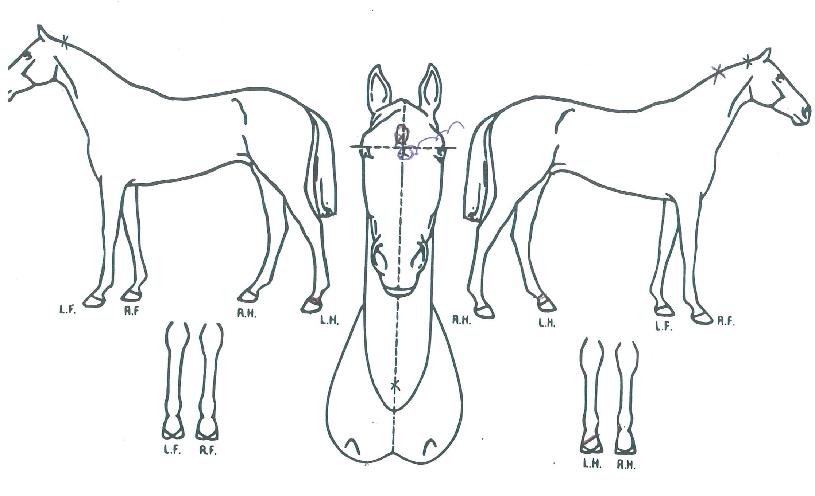 µÎ¼ÕÀ屺ÀÇ Ãø¸é,¿ì¸é,µÞ¸é,µÎ»ó,´Ù¸®ÀÇ Æ¯Â¡µµÇØ