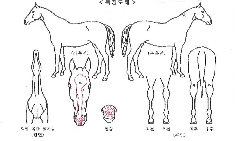 ±Â½ºÅ¸Æ®ÀÚ¸¶ÀÇ Ãø¸é,¿ì¸é,µÞ¸é,µÎ»ó,´Ù¸®ÀÇ Æ¯Â¡µµÇØ