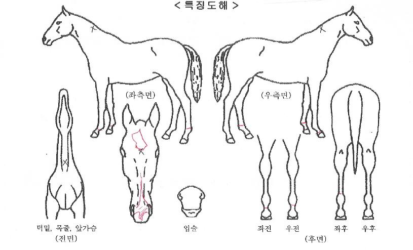 µµ¸®Æ÷ÀÇ Ãø¸é,¿ì¸é,µÞ¸é,µÎ»ó,´Ù¸®ÀÇ Æ¯Â¡µµÇØ