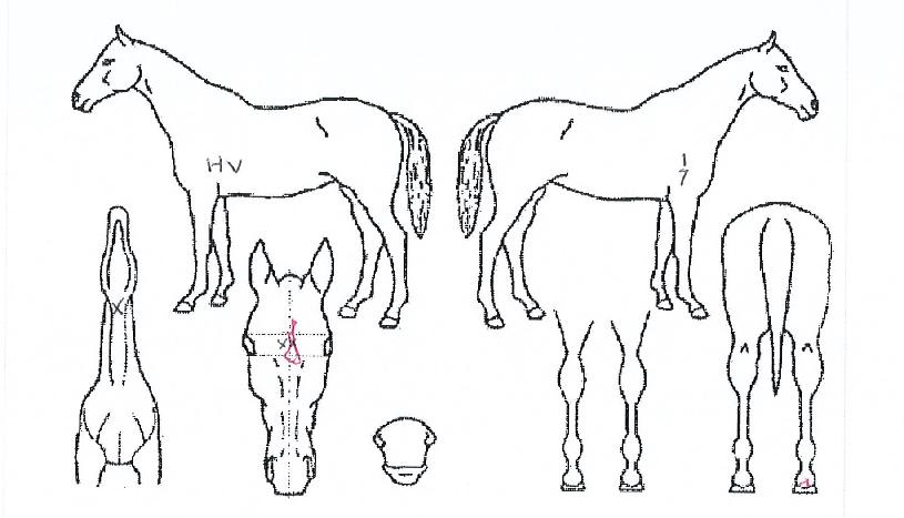 ¼±³à¿¹ÂùÀÇ Ãø¸é,¿ì¸é,µÞ¸é,µÎ»ó,´Ù¸®ÀÇ Æ¯Â¡µµÇØ