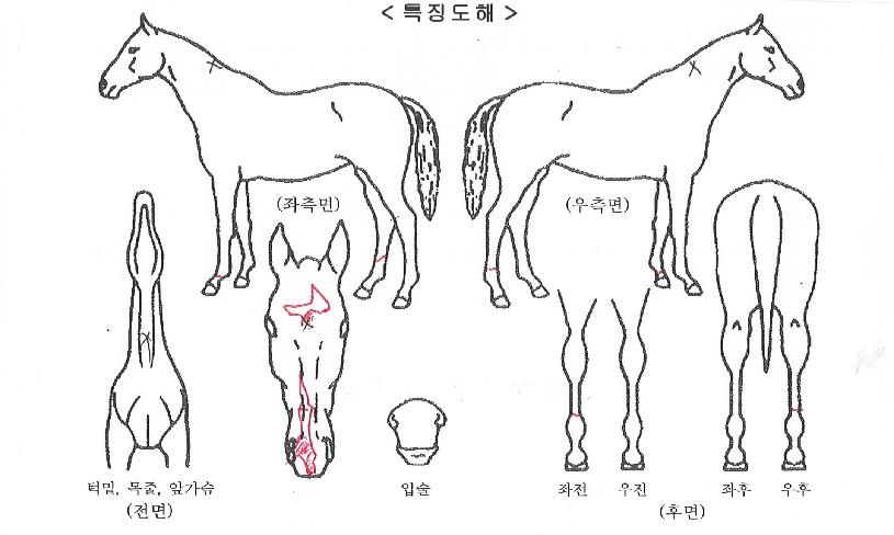 ½ºÇǵðÁî°¥ÀÚ¸¶ÀÇ Ãø¸é,¿ì¸é,µÞ¸é,µÎ»ó,´Ù¸®ÀÇ Æ¯Â¡µµÇØ