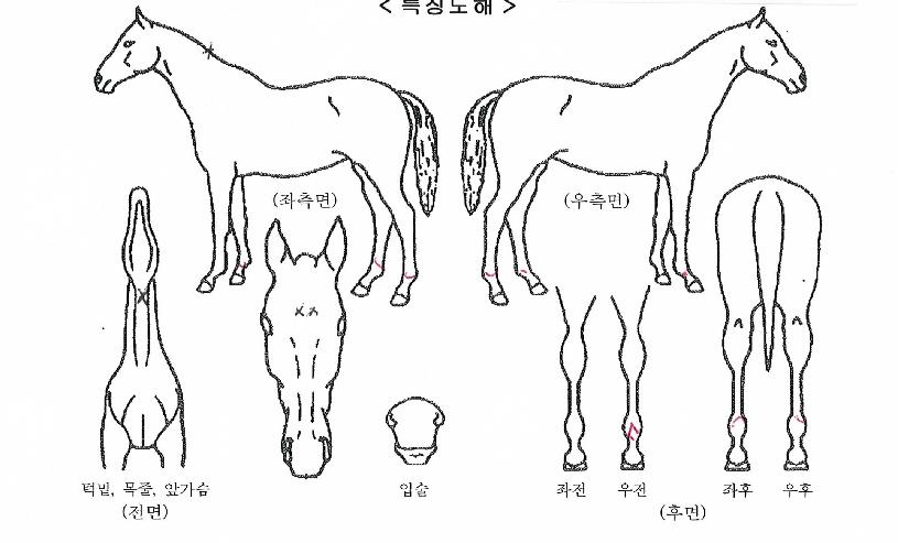 ½´ÆÛµå¸²ÀÚ¸¶ÀÇ Ãø¸é,¿ì¸é,µÞ¸é,µÎ»ó,´Ù¸®ÀÇ Æ¯Â¡µµÇØ