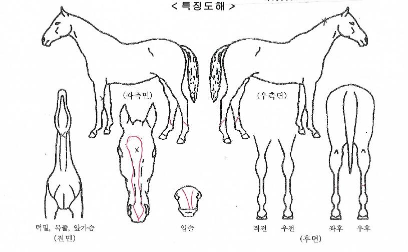 ´Ù¸µÃ¨ÇǾðÀÇ Ãø¸é,¿ì¸é,µÞ¸é,µÎ»ó,´Ù¸®ÀÇ Æ¯Â¡µµÇØ