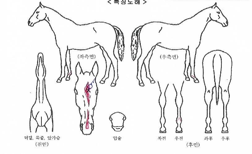 ºñÄÉÀÌ´©¸¶ÀÇ Ãø¸é,¿ì¸é,µÞ¸é,µÎ»ó,´Ù¸®ÀÇ Æ¯Â¡µµÇØ