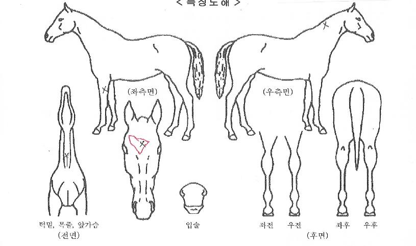 ÇÉȦ¾ÆÀÌÀÇ Ãø¸é,¿ì¸é,µÞ¸é,µÎ»ó,´Ù¸®ÀÇ Æ¯Â¡µµÇØ