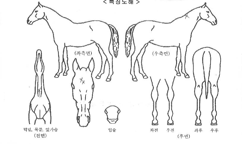 »õºñÁö°ÉÀÇ Ãø¸é,¿ì¸é,µÞ¸é,µÎ»ó,´Ù¸®ÀÇ Æ¯Â¡µµÇØ