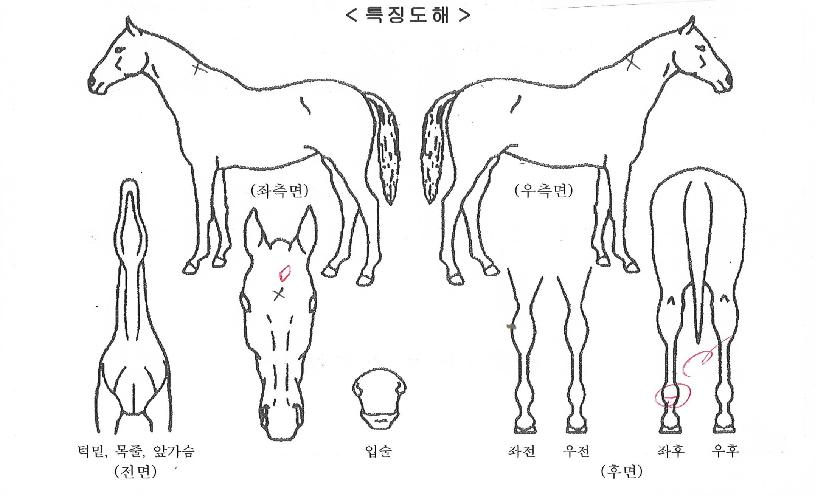 Ŭ·¹¾îÆÄÅ©ÀÇ Ãø¸é,¿ì¸é,µÞ¸é,µÎ»ó,´Ù¸®ÀÇ Æ¯Â¡µµÇØ