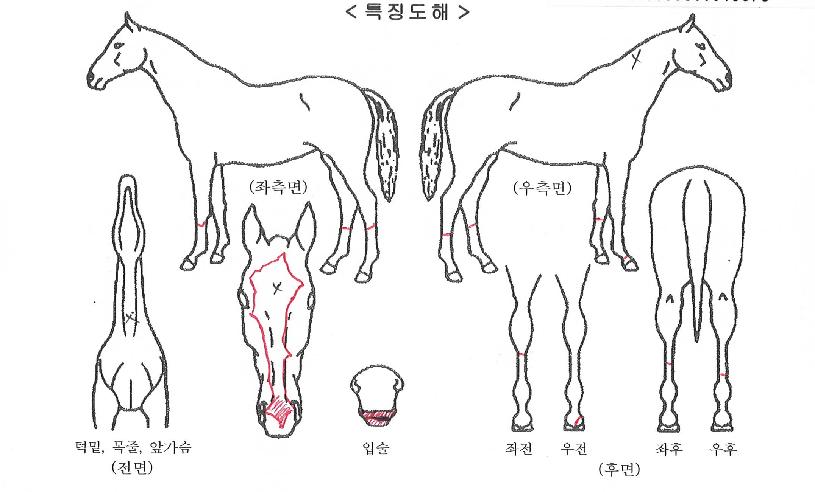 ´í½Ì¶óÄ«ÀÚ¸¶ÀÇ Ãø¸é,¿ì¸é,µÞ¸é,µÎ»ó,´Ù¸®ÀÇ Æ¯Â¡µµÇØ