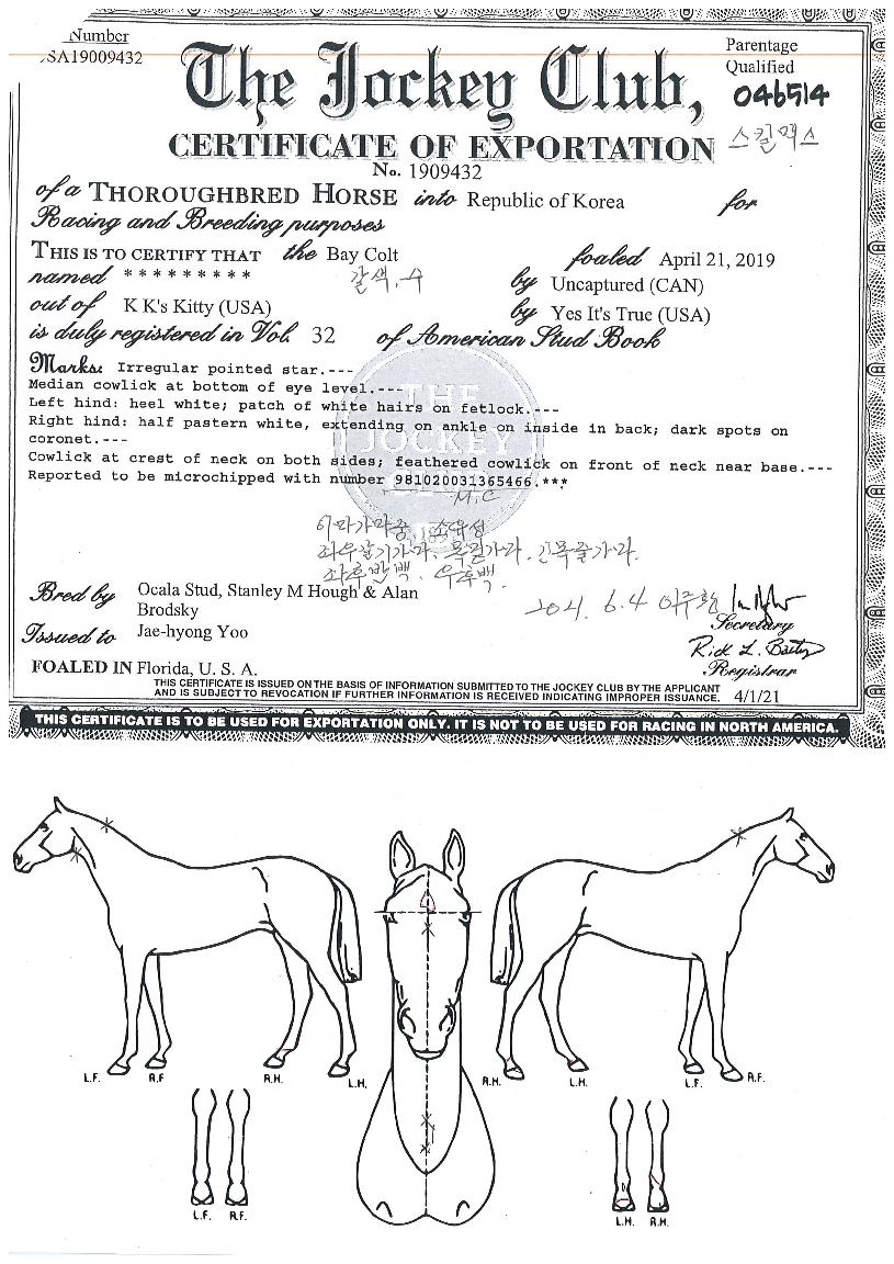 ½ºÅ³¸Æ½ºÀÇ Ãø¸é,¿ì¸é,µÞ¸é,µÎ»ó,´Ù¸®ÀÇ Æ¯Â¡µµÇØ