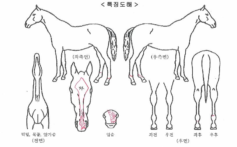 ½ºÅÍ´×Ç÷¡ÅÍÀÇ Ãø¸é,¿ì¸é,µÞ¸é,µÎ»ó,´Ù¸®ÀÇ Æ¯Â¡µµÇØ