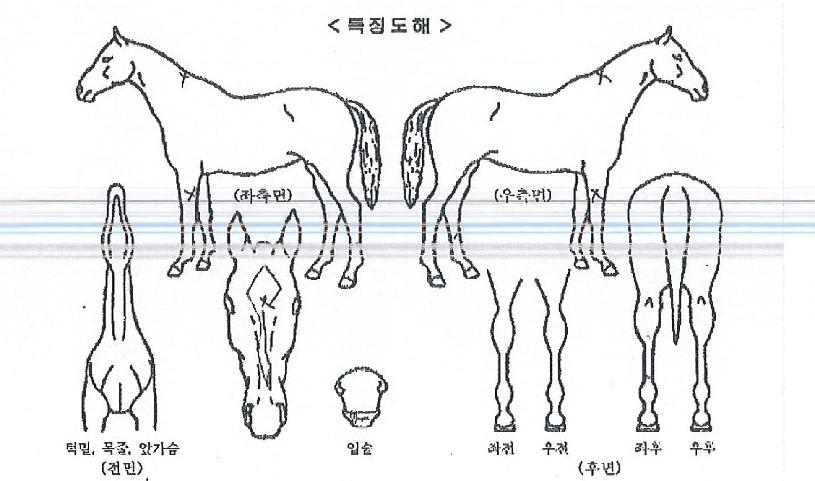»õ³»¾Æµð¶óÀÇ Ãø¸é,¿ì¸é,µÞ¸é,µÎ»ó,´Ù¸®ÀÇ Æ¯Â¡µµÇØ
