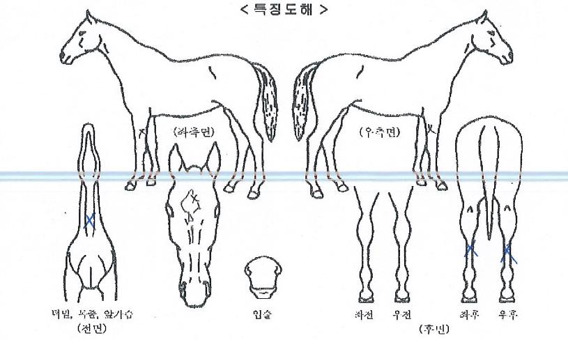 ¾î¸ÞÀÌ¡·ÏÀÇ Ãø¸é,¿ì¸é,µÞ¸é,µÎ»ó,´Ù¸®ÀÇ Æ¯Â¡µµÇØ