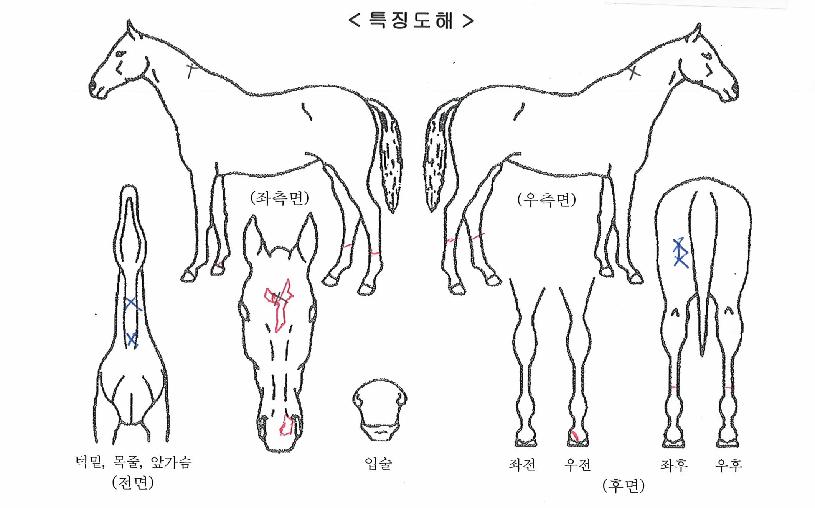 ¿µ¿øÀÚÀ̾ðÆ®ÀÇ Ãø¸é,¿ì¸é,µÞ¸é,µÎ»ó,´Ù¸®ÀÇ Æ¯Â¡µµÇØ