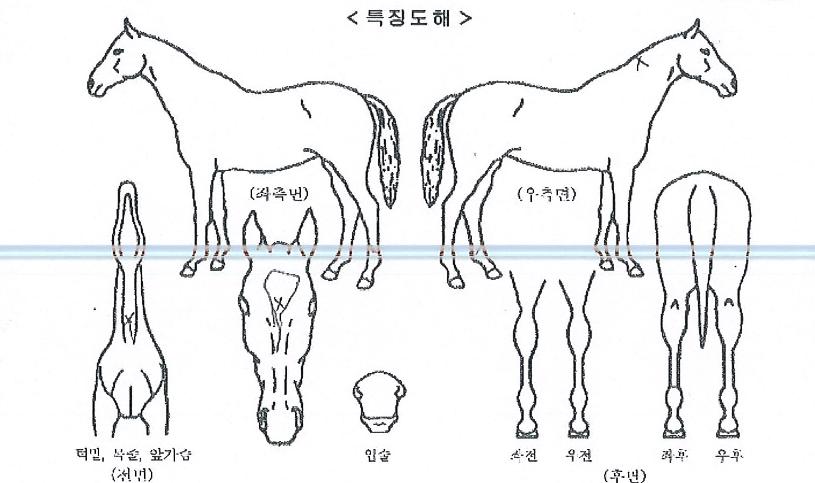 ¸Æ½º¿¡¾î¸®¾óÀÇ Ãø¸é,¿ì¸é,µÞ¸é,µÎ»ó,´Ù¸®ÀÇ Æ¯Â¡µµÇØ