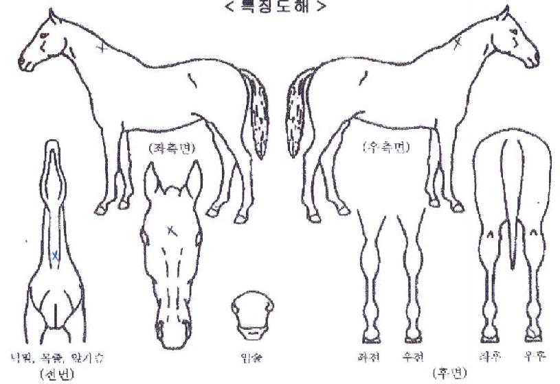 ȯÈñ½Ã´ëÀÇ Ãø¸é,¿ì¸é,µÞ¸é,µÎ»ó,´Ù¸®ÀÇ Æ¯Â¡µµÇØ