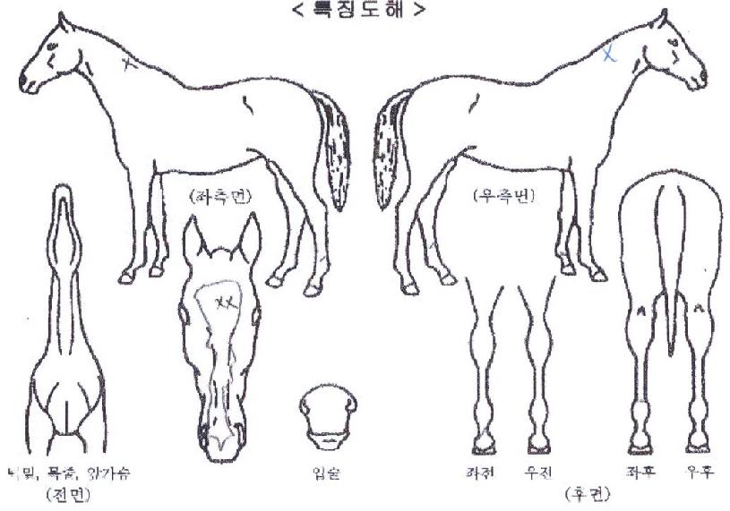¼¼¶óÇdzªÀÇ Ãø¸é,¿ì¸é,µÞ¸é,µÎ»ó,´Ù¸®ÀÇ Æ¯Â¡µµÇØ