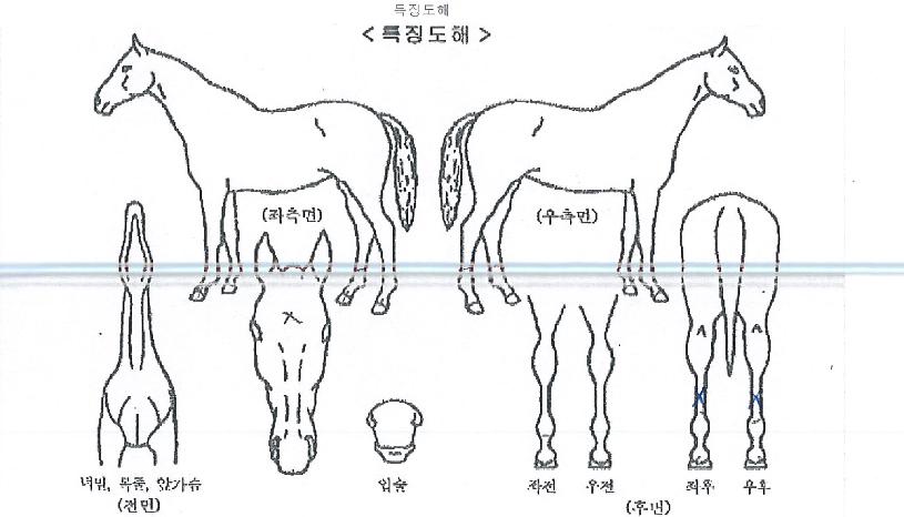 ¿ì¼º¸¢ÀÇ Ãø¸é,¿ì¸é,µÞ¸é,µÎ»ó,´Ù¸®ÀÇ Æ¯Â¡µµÇØ