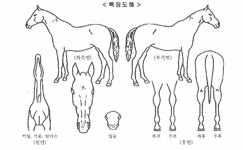 õ¸¶ÆòÁ¤ÀÇ Ãø¸é,¿ì¸é,µÞ¸é,µÎ»ó,´Ù¸®ÀÇ Æ¯Â¡µµÇØ