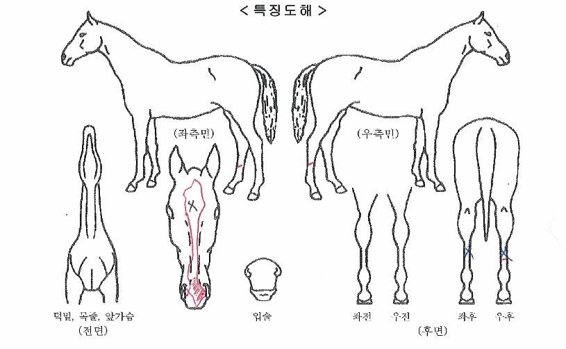 Æ®¶ó¿òÅ·ÀÇ Ãø¸é,¿ì¸é,µÞ¸é,µÎ»ó,´Ù¸®ÀÇ Æ¯Â¡µµÇØ