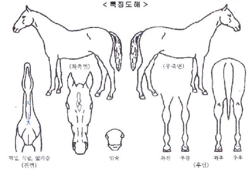 ¿À¹ö¿¡³ÊÁöÀÇ Ãø¸é,¿ì¸é,µÞ¸é,µÎ»ó,´Ù¸®ÀÇ Æ¯Â¡µµÇØ