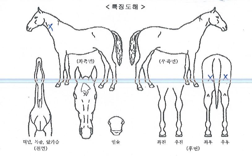 ½ºÆä¼È·¹À̵ðÀÇ Ãø¸é,¿ì¸é,µÞ¸é,µÎ»ó,´Ù¸®ÀÇ Æ¯Â¡µµÇØ