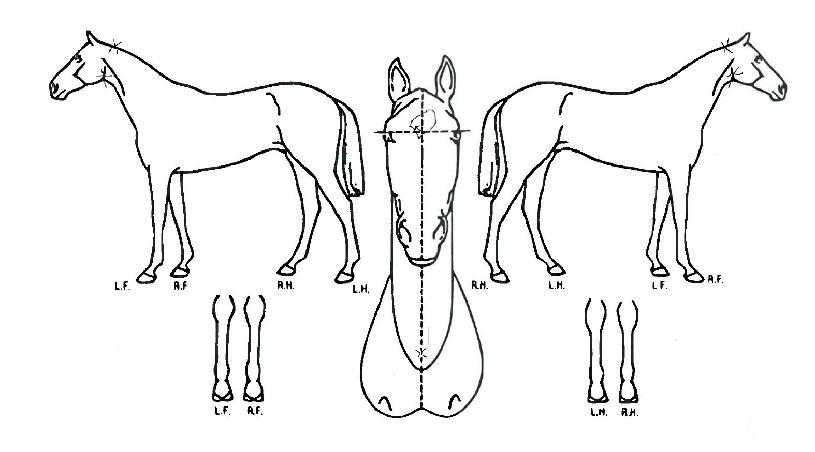 Æ®¸®ÇÃºí·¹½ºµåÀÇ Ãø¸é,¿ì¸é,µÞ¸é,µÎ»ó,´Ù¸®ÀÇ Æ¯Â¡µµÇØ