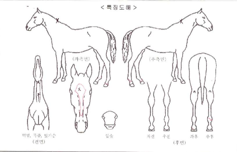 ÅʰíŸÀÓ2ÀÇ Ãø¸é,¿ì¸é,µÞ¸é,µÎ»ó,´Ù¸®ÀÇ Æ¯Â¡µµÇØ